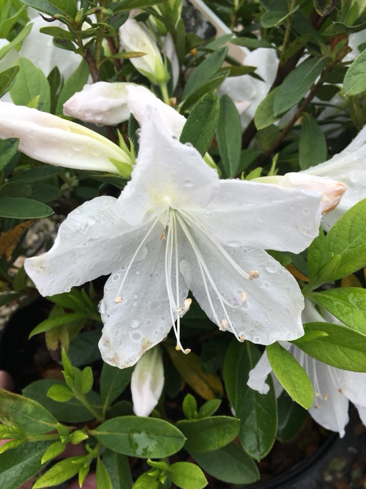 White azalea growing on a bush.